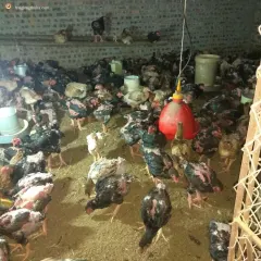 Gà đông tảo 3 tháng tuổi